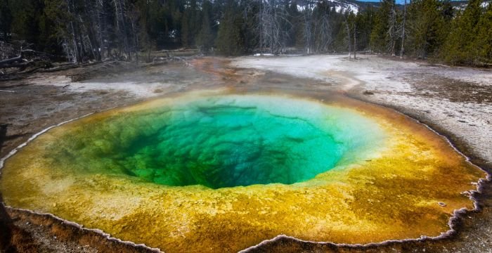 A mesmerizing geothermal hot spring in Yellowstone National Park, with vivid green and yellow hues surrounded by a barren landscape and evergreen trees in the background.