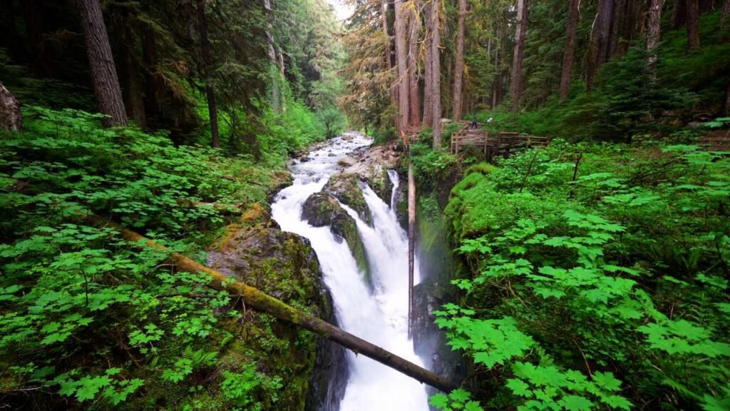 Best Things To Do in Olympic National Park