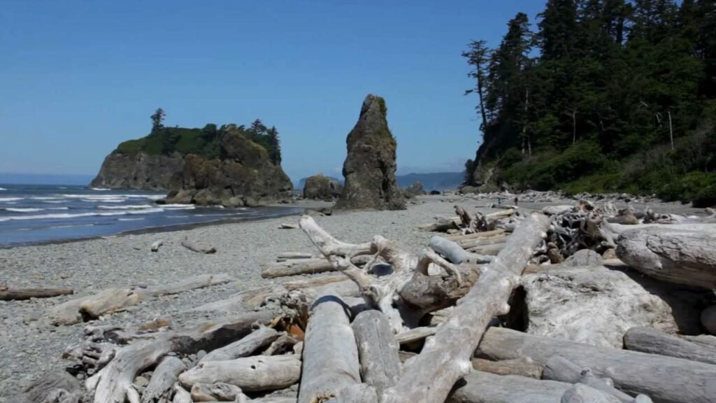 view of the beach in Olympic National Park