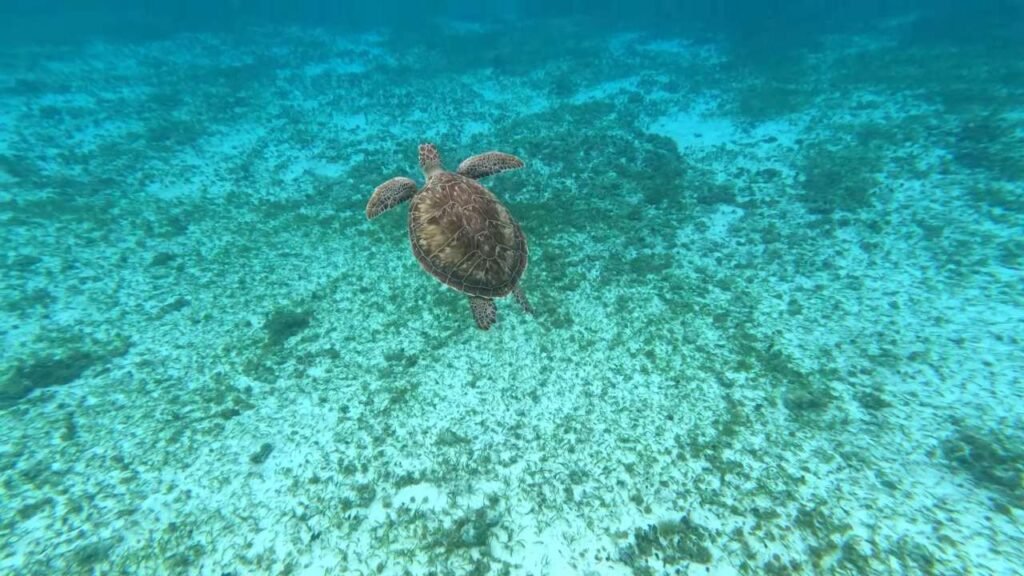 Cozumel Beaches for Snorkeling