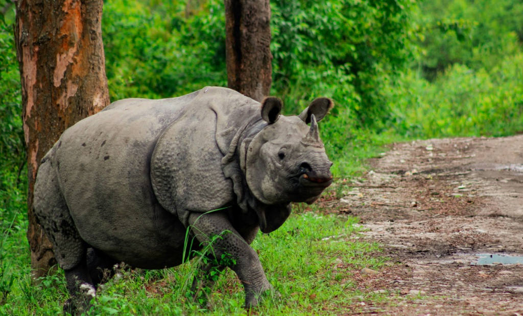 One horned rhinoceros walking through lush green forest in Kaziranga National Park Assam during wildlife safari